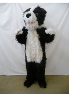 Genies Sheep Dog P1240018